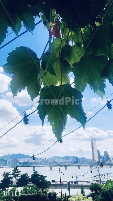 단풍잎,초록단풍잎,잎,식물,leaf,식물,자연,plants,nature