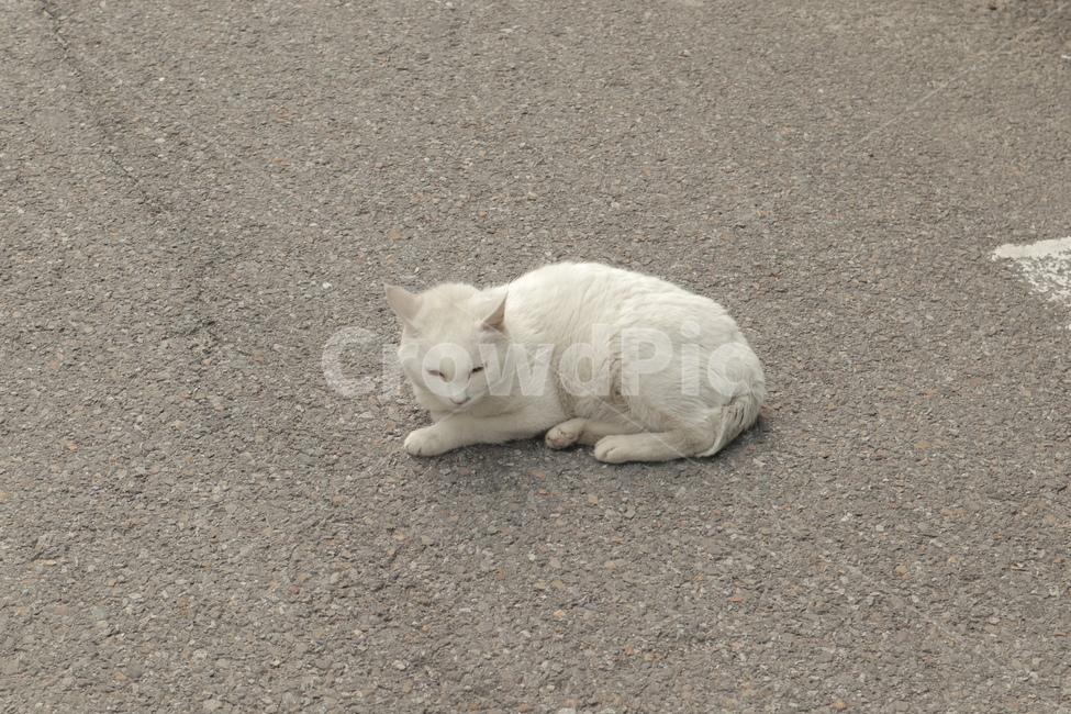 길고양이,도둑고양이,고양이,반려묘,길주변,동물,animal,포유류,mammal,고양이,cat,kitten,kitty