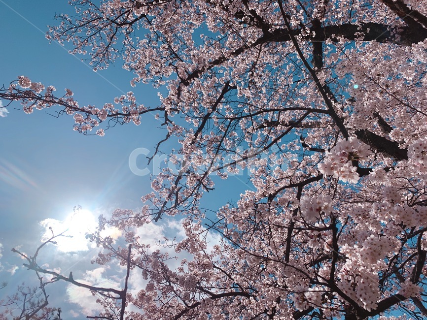 벚꽃,분홍,팝콘,하늘,꽃놀이,핑크,자연,풍경,nature,landscape,나무,trees,wood,plant,식물,flower,꽃,blossom