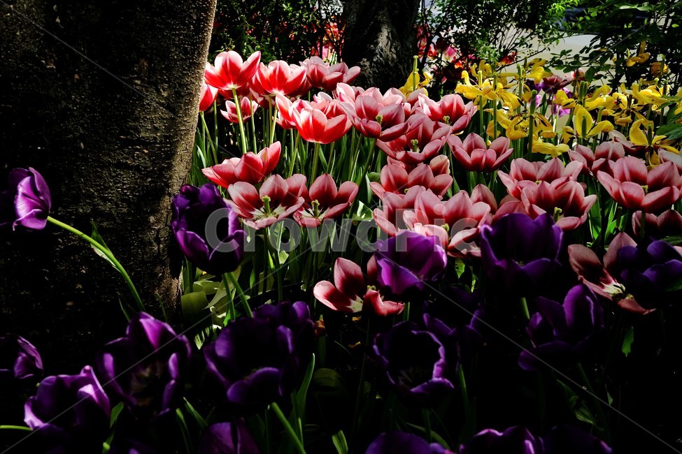 튤립,봄꽃,보라색,bloom,colorful,floral,flower,nature,plant,spring