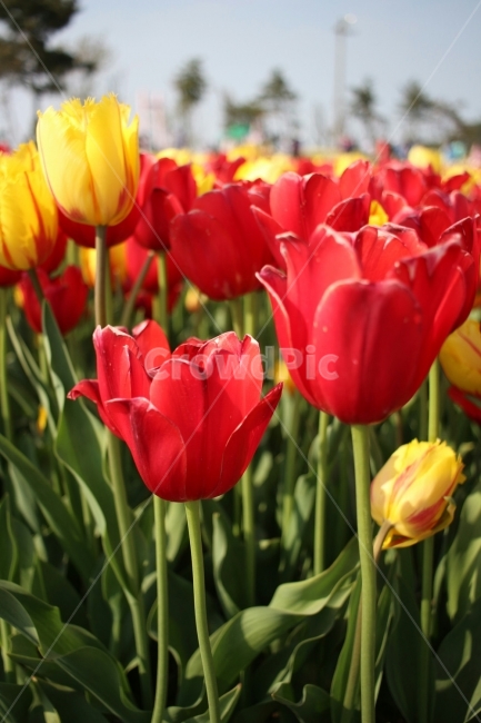 튤립,꽃,자연,풍경,힐링,식물,자연,plants,nature,꽃,flower