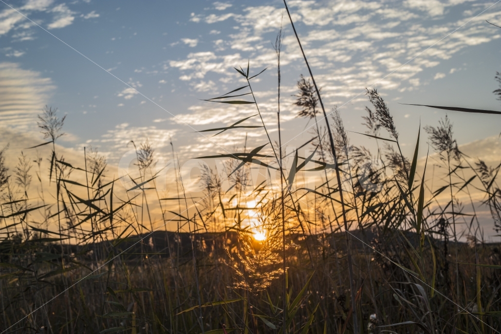 자연,석양,노을,억새,하늘,sunset,sky,natural,가을,계절,fall,autumn,season,식물,자연,plants,nature,감성,sensible,feeling,plant,grass,잔디,lawn