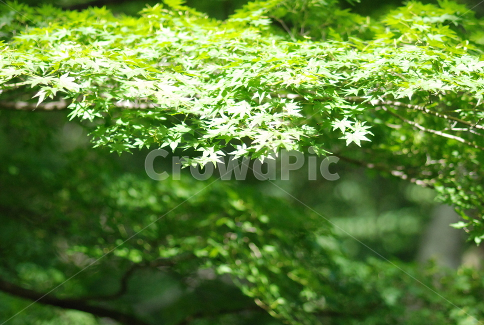 식물,tree,plant,초록,단풍