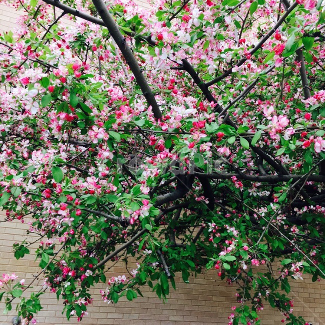 plant,식물,blossom,flower,꽃,식물,자연,plants,nature,꽃,flower