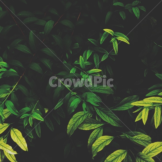 식물,잎,꽃,어둡게,어두운,오리지날,식물,자연,plants,nature