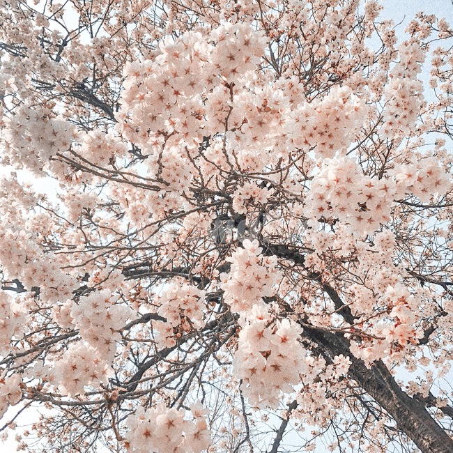 벚꽃,꽃,봄,spring,cherryblossom,봄,계절,spring,season,plant,식물,flower,blossom