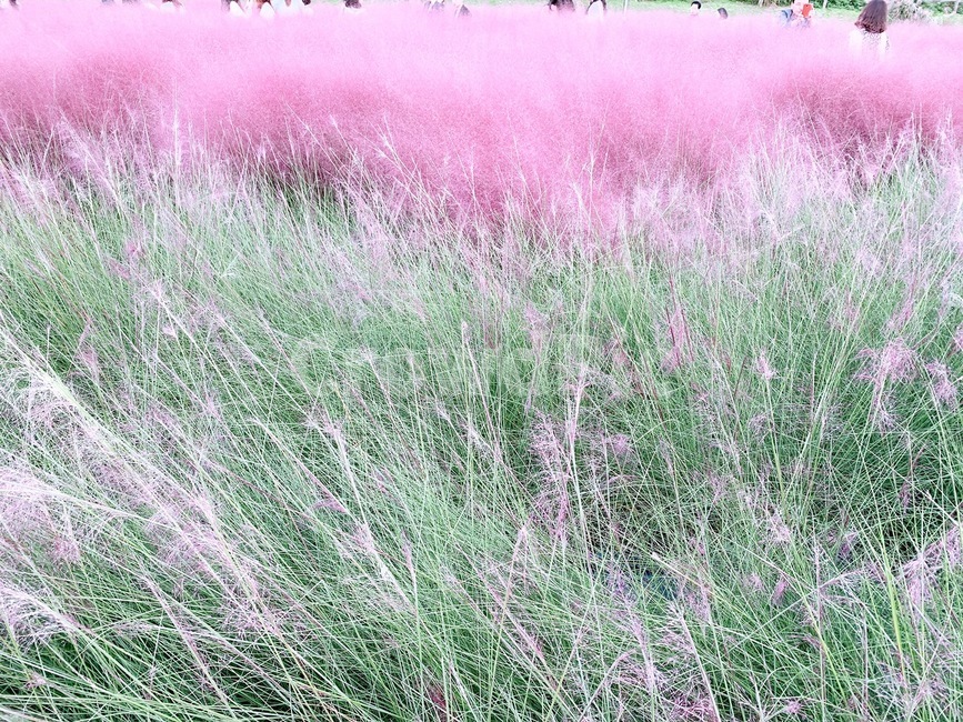 들판,핑크,잔디,자연,초록,가을,계절,fall,autumn,season,plant,식물,grass