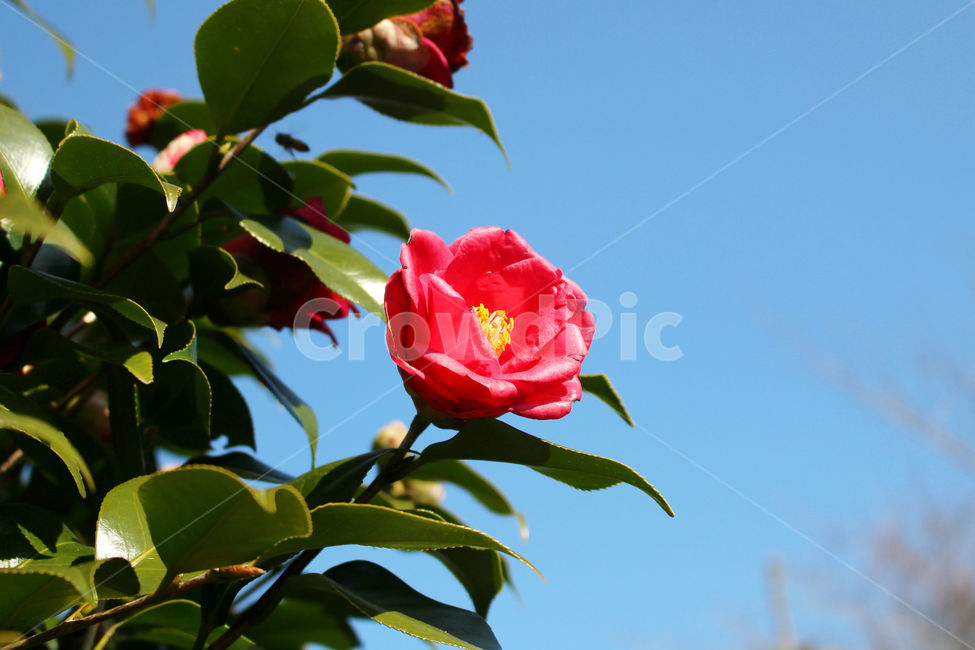 동백,동백꽃,꽃,감성사진,겨울,봄,하늘,자연,flower,sky,식물,자연,plants,nature,꽃,flower