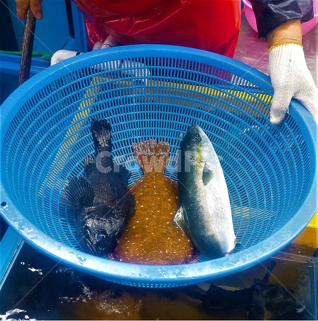 회,물고기,시장,수산물시장,fish,수산물,해산물,fishery products,seafood