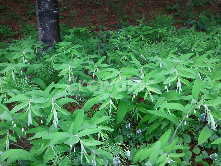 둥굴레,다년생식물,구황식물,편황정,여름꽃,식물,자연,plants,nature,꽃,flower