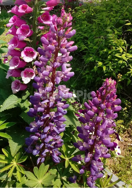 루피너스,콩과,식물,꽃,보라색꽃,층층이부채꽃,lupine,식물,자연,plants,nature,꽃,flower
