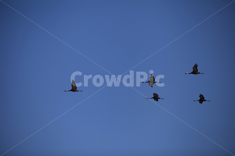 동물,animal,새,bird,flying,나는,두루미,철새,파란,재두루미,하늘,sky,야생,조류,배경,동물,animal,조류,새,birds
