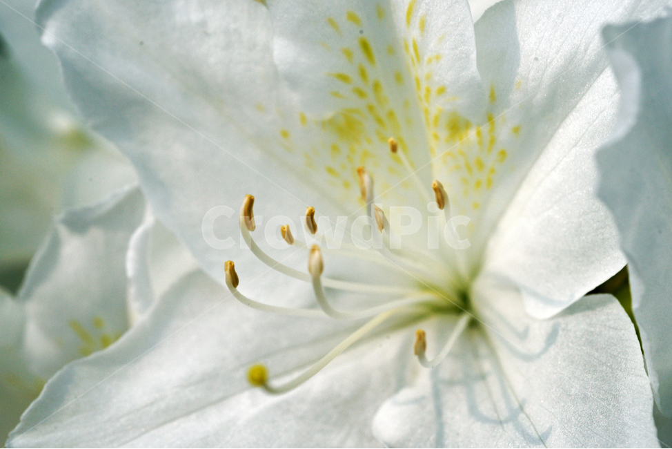 철쭉,철죽,개꽃나무,꽃,화초,flower,식물,관상용,royalazalea,계절,식물,자연,plants,nature,꽃,flower