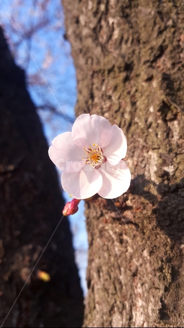 꽃,봄,벚꽃,plant,식물,flower