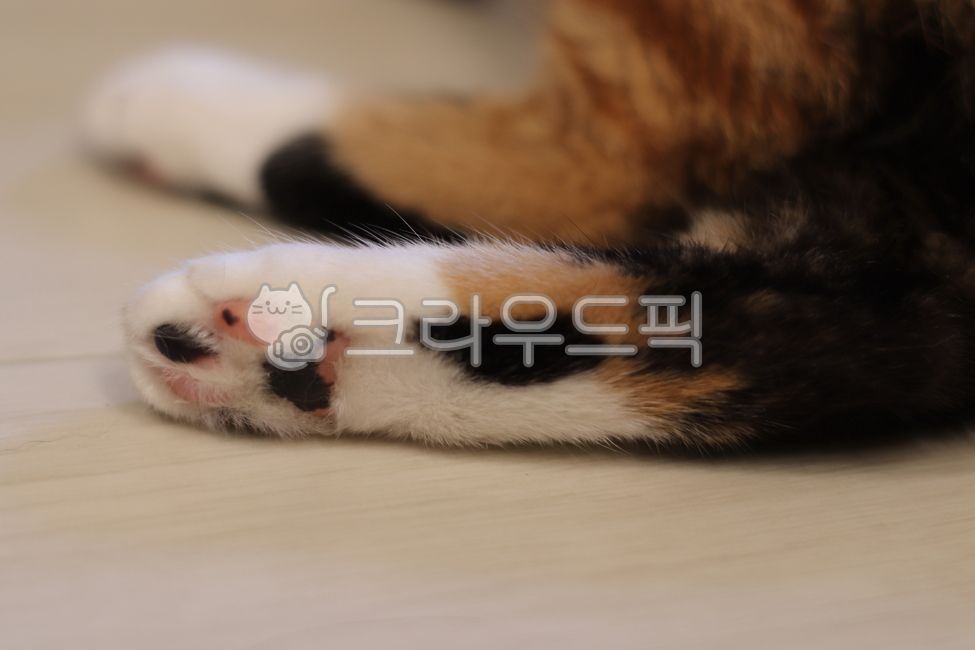 고양이,카오스,집고양이,뚱냥이,코리안숏헤어,koreanshorthairs,cat,아수라,삼색이,카오스냥,귀여운고양이