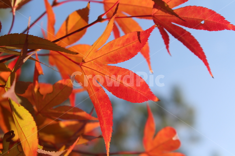 leaf,잎,tree,maple,단풍,가을,계절,fall,autumn,season,plant,식물,나무