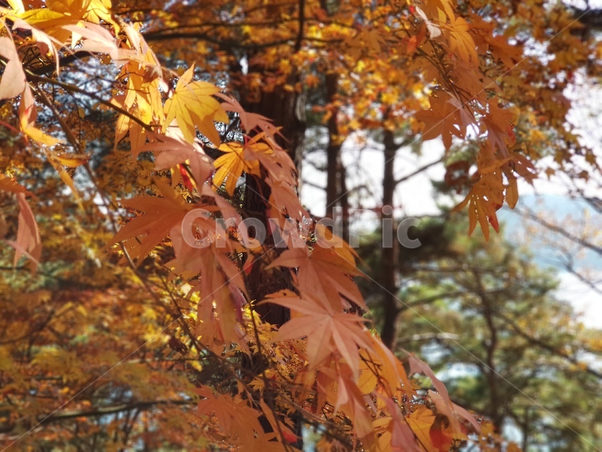 단풍,청남대단풍,단풍나무,가을,단풍잎,대청호단풍,가을단풍,빨간단풍,노란단풍