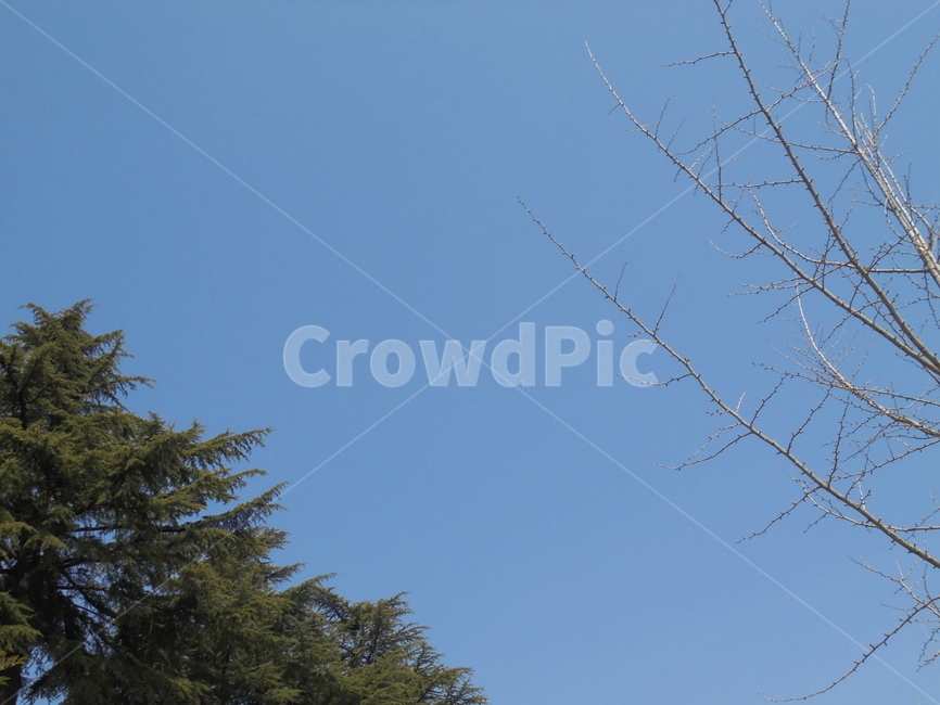 나무,하늘,자연,자연물,nature,tree,자연,풍경,nature,landscape,plant,식물