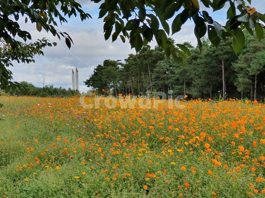 황화코스모스,가을나들이,드림파크,yellowcosmos,코스모스,식물,자연,plants,nature,꽃,flower