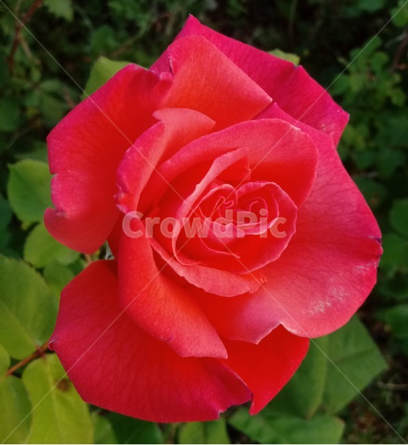 장미,장미꽃,플라워,식물,flower,로즈,꽃