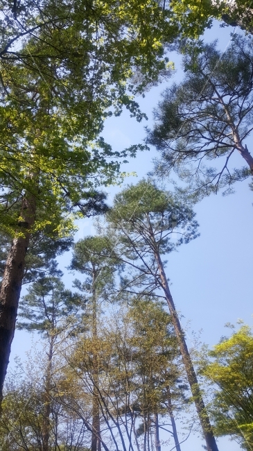 자연,나무,숲,산림,힐링,수풀림,울창,울창함,파란,하늘,공기,산림욕,휴식,한가로움,햇빛,바람,자유,상쾌,치유,오후,점심,산책,산,식물,자연,plants,nature,나무,trees,wood
