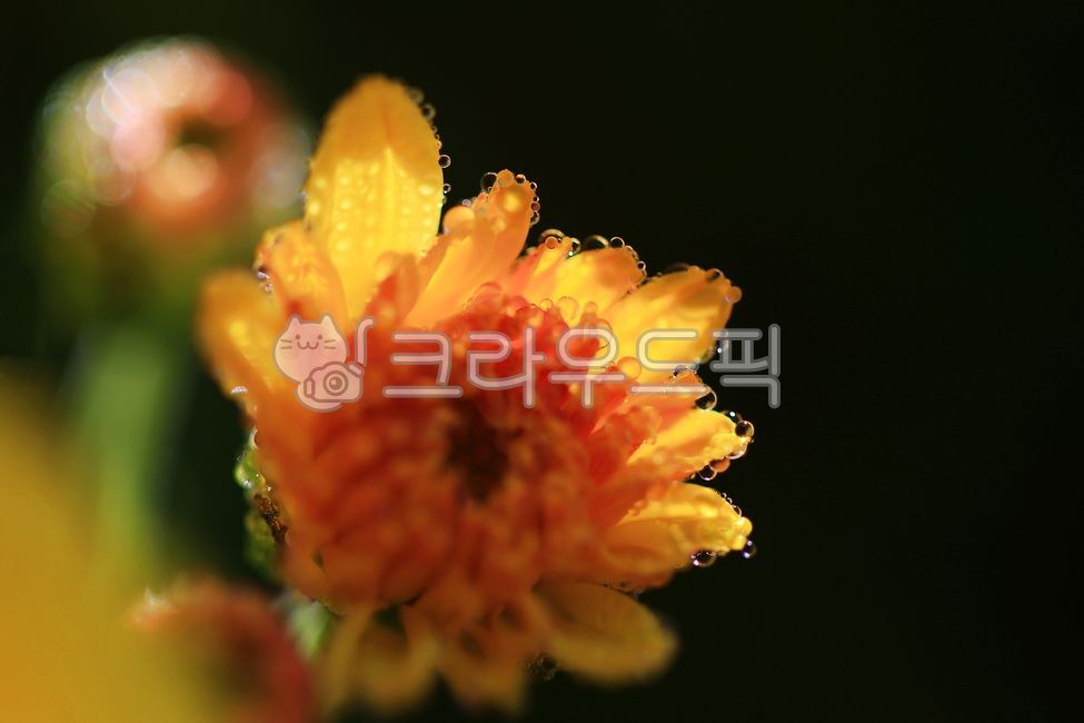 delicate,chrysanthemum flower,pretty,small country,yellow,morning dew,flower,Red,beautiful,petal,Chrysanthemum,chrysanthemum,plant,Dew,Gamguk,autumn chrysanthemum,season,autumn,Blossom