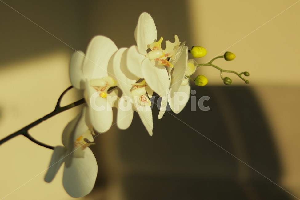 plant,blossom,flower,꽃,조화,소품