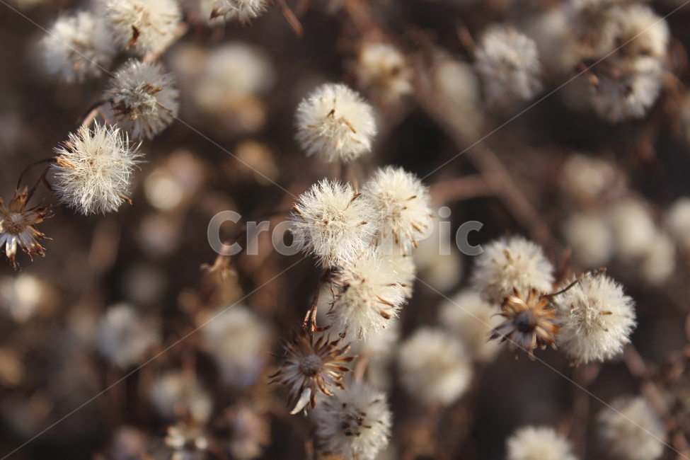 plant,식물,white,fruit,winter