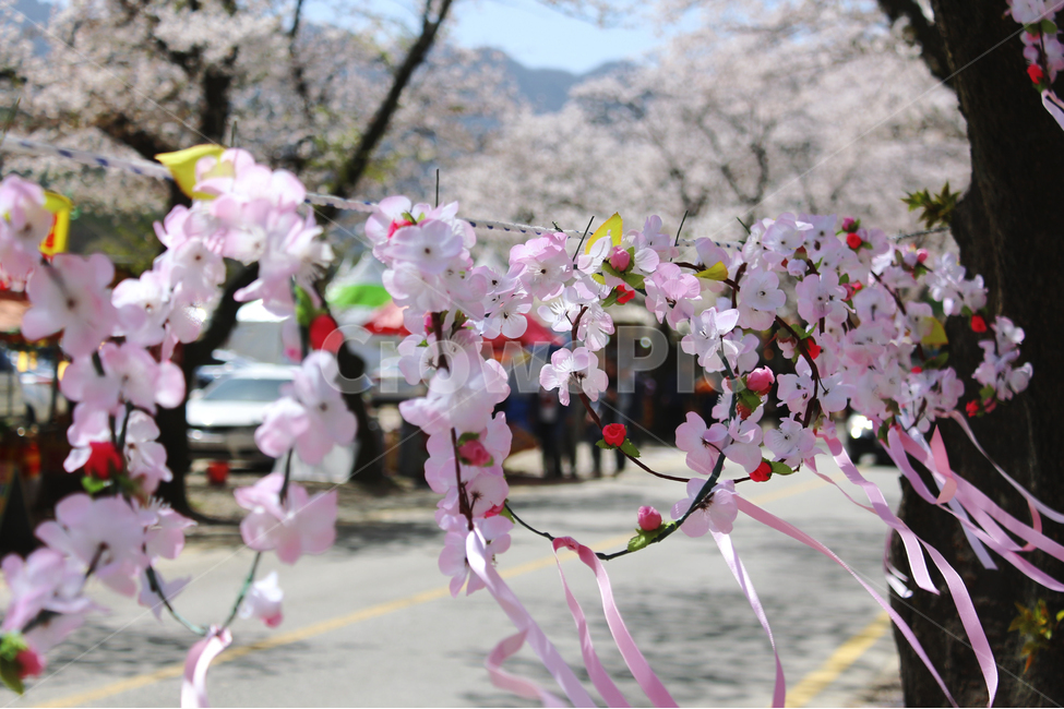 벚꽃,꽃길,봄,축제,바람,봄,계절,spring,season,꽃,flower,plant,식물,blossom,cherry blossom