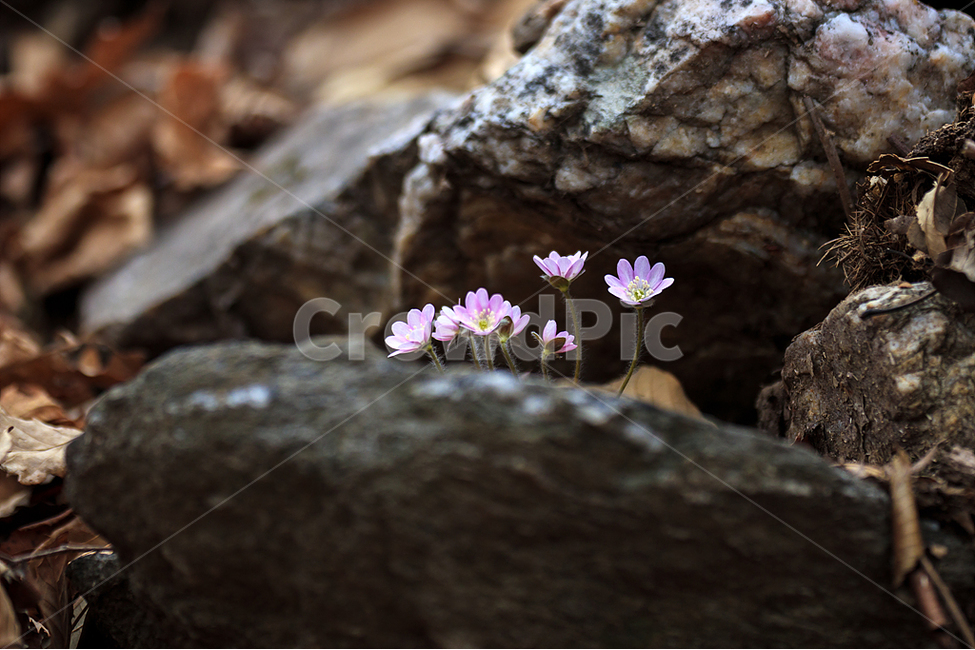 봄,노루귀,야생화,수리산,봄꽃,식물,자연,plants,nature,꽃,flower