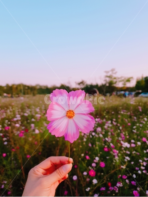 꽃,산책,가을,코스모스,배경,감성가을하늘가을꽃나들이