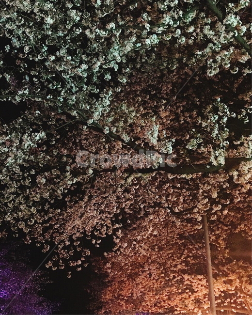 벚꽃,벚꽃축제,꽃,꽃축제,야경