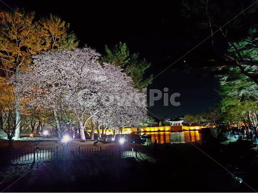 야경,벚꽃,호수,산책,봄,밤풍경,고궁,조명,봄,계절,spring,season,자연,풍경,nature,landscape,야경,밤,nightscape,night,식물,plants,나무,trees,wood,plant