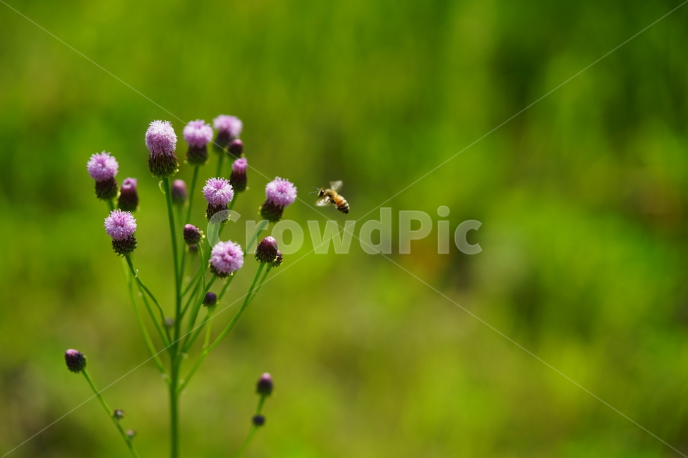 녹색,그린,꽃,꿀벌,벌,곤충,식물,자연,접사,bee,감성,풍경,생명,컬러,식물,자연,plants,nature,꽃,flower,동물,animal,곤충,벌레,insect,bug