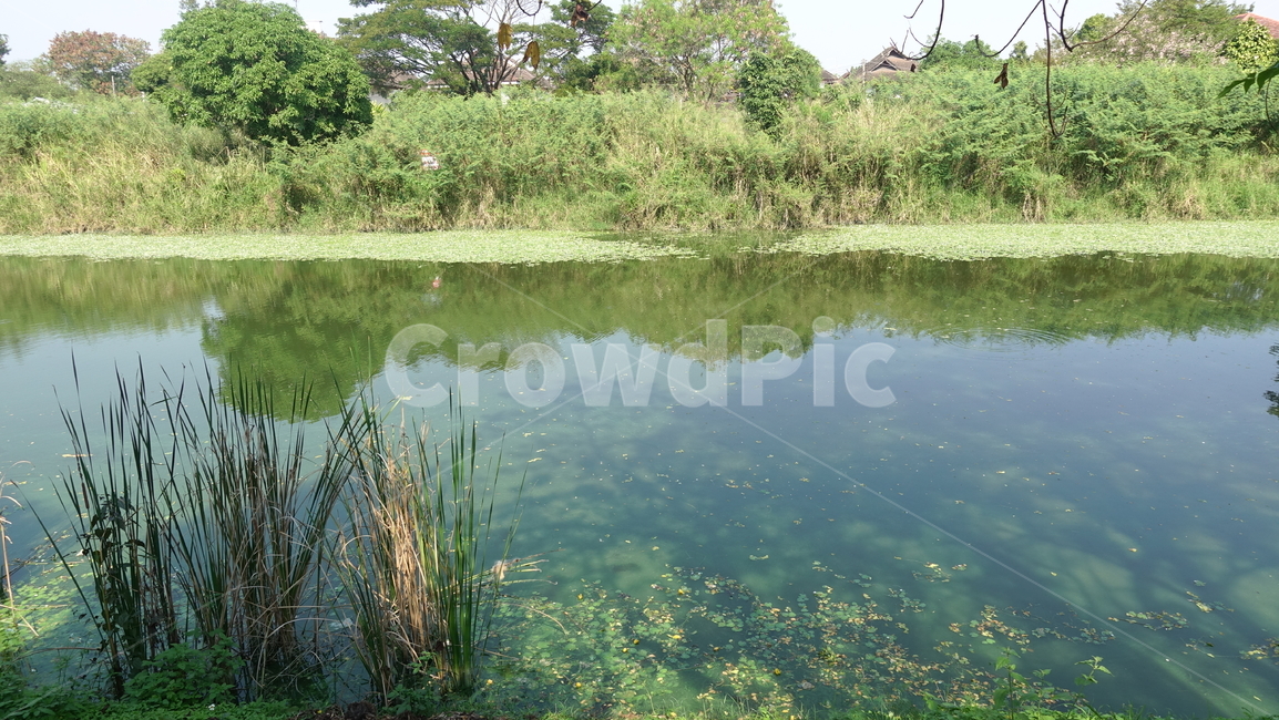water,물,nature,자연,outdoors,옥외,pond,못,연못