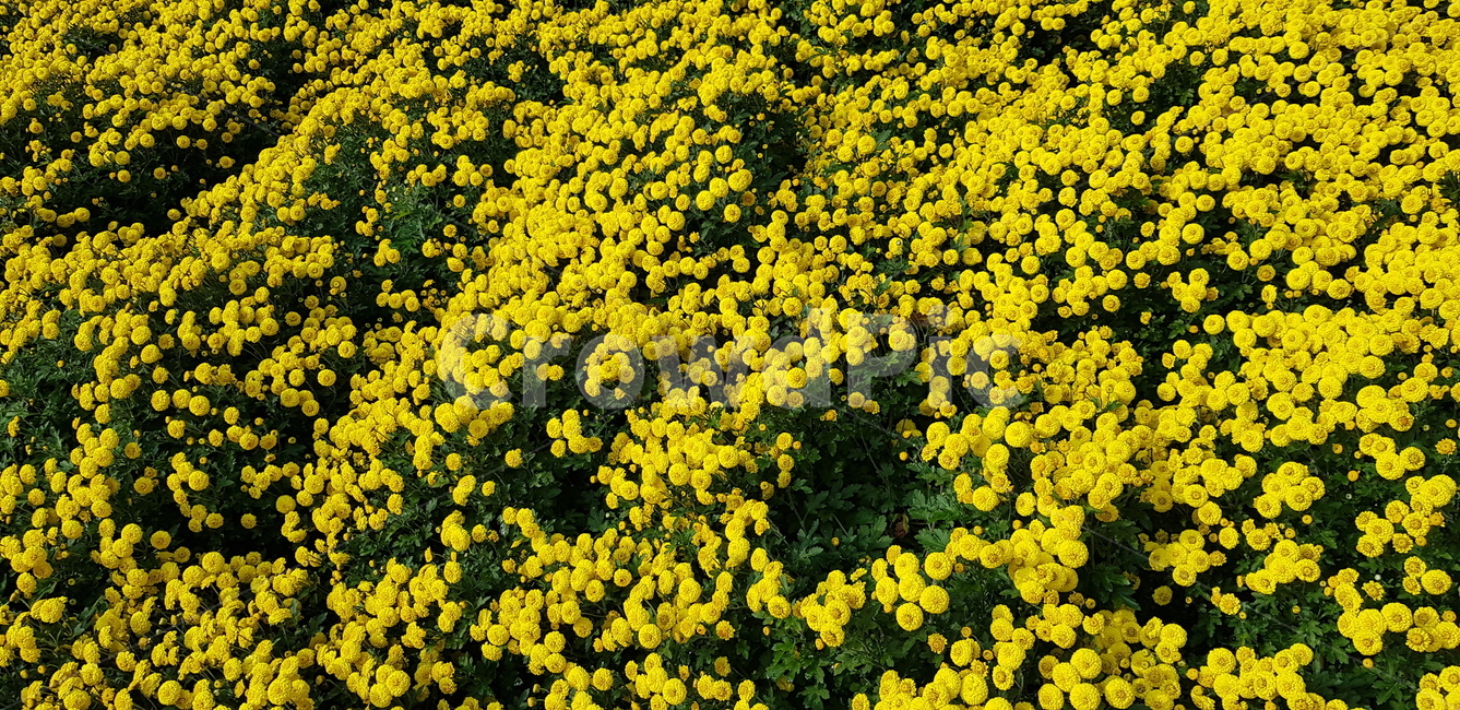 국화,국화꽃,가을,계절,노랑,초록,줄기,식물,잎,잎사귀,국화과,flower,asteraceae,plant,blossom,꽃,식물,자연,plants,nature