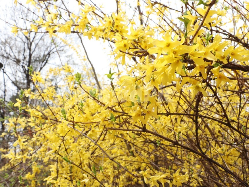 개나리,봄,봄꽃,개화,노란꽃,식물,자연,plants,nature,꽃,flower