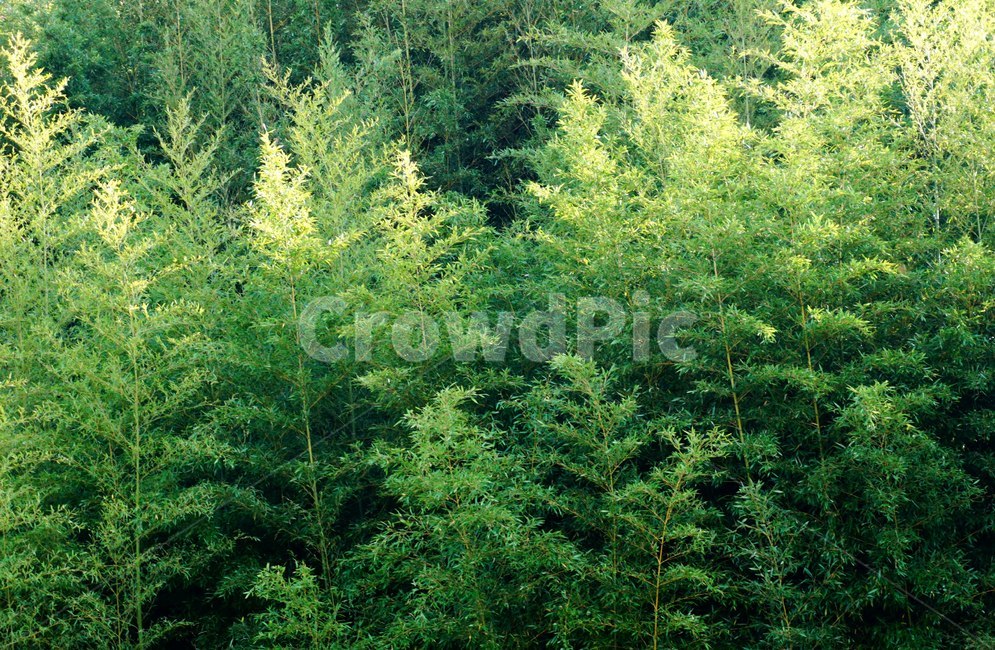 풍경,대나무,바람,초록,그리움,절개,식물,자연,plants,nature,나무,trees,wood