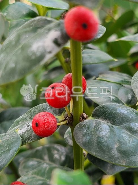 감탕나무,flower,plant,식물,꽃,꽃잎,나무