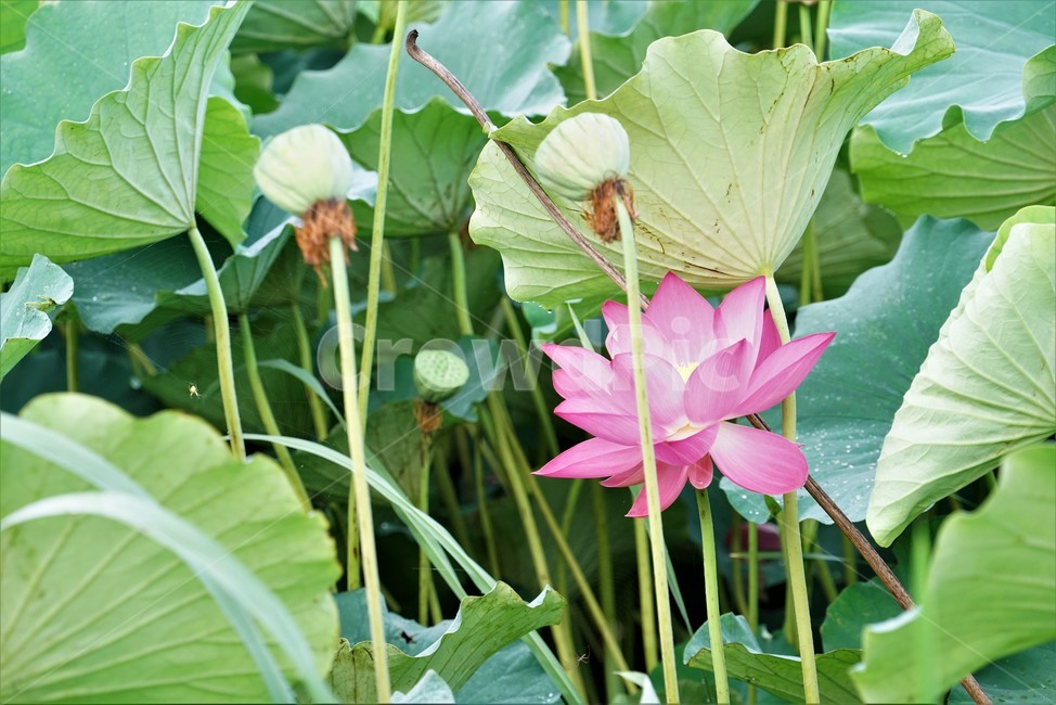 연꽃,수초,식물,lotus,땅속줄기,담수초,수중식물,수련과,련꽃