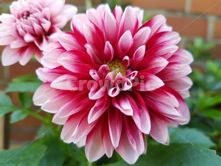 blossom,식물,flower,꽃,dahlia,달리아,식물,자연,plants,nature,꽃,flower