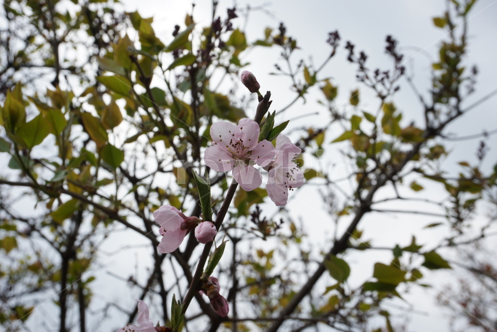 벚꽃,꽃,봄꽃,흰꽃,벚꽃나무,작은꽃,분홍,flower,flowers,pink,white,식물,자연,꽃가지,spray,새싹,만개한,벚꽃잎