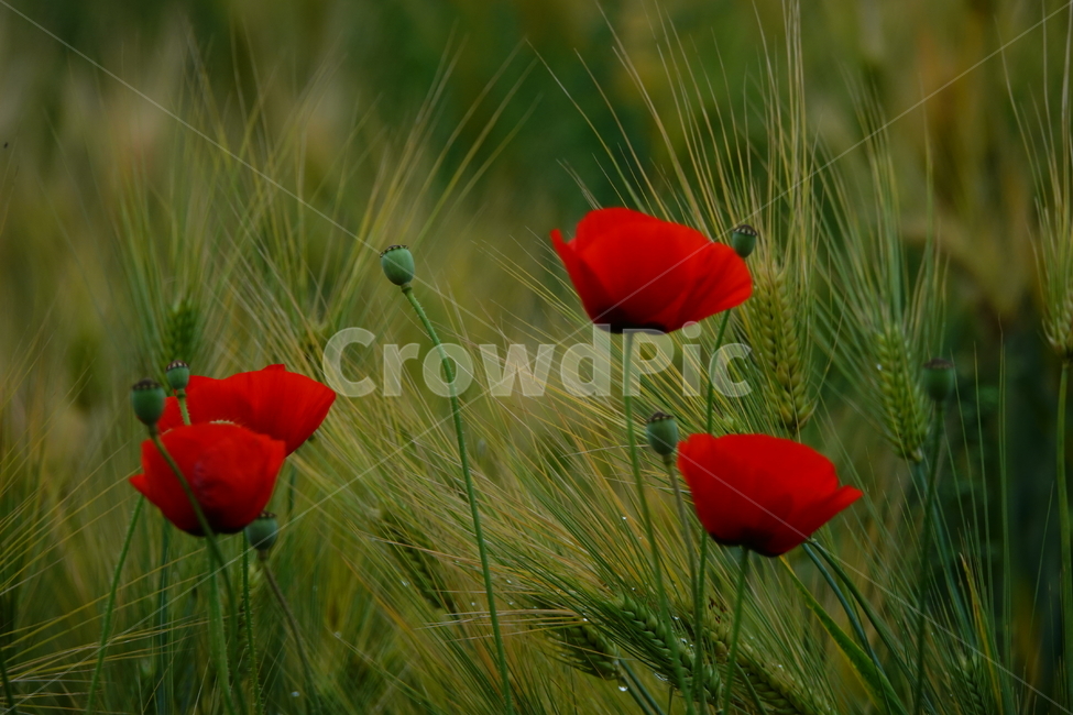 plant,식물,flower,꽃,양귀비,보리,공원,여름,밭,식물,자연,plants,nature,꽃,flower
