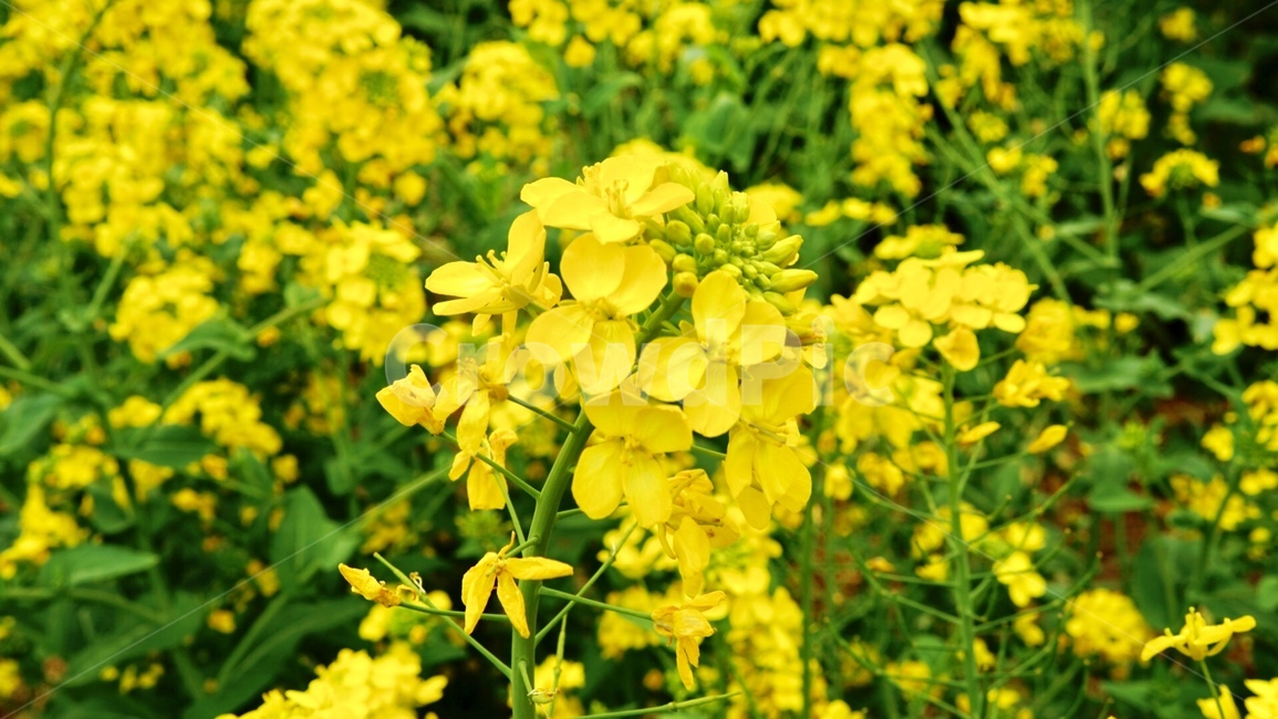 yellow flower,rape flower,jeju island,flower