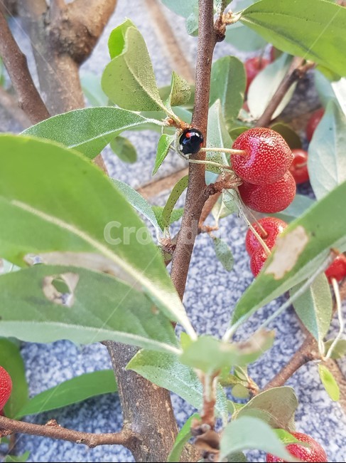 ladybug,무당벌레,plant,식물,벌레,자연,식물,자연,plants,nature,곤충,벌레,insect,bug