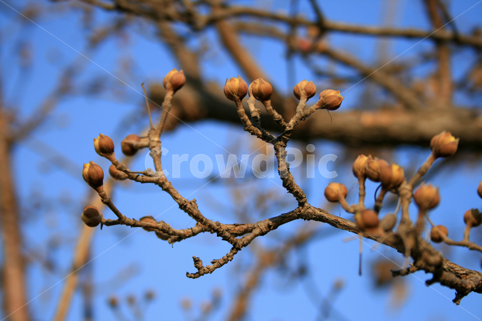 겨울,나무,열매,나뭇가지,식물,겨울,계절,winter,season,식물,자연,plants,nature,과일,열매,fruit
