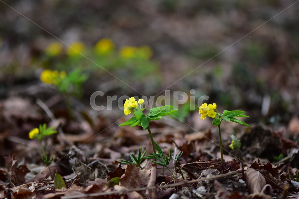 한계령풀,야생화,봄,꽃,풀꽃,자연,식물,식생,plants,nature,spring,season,flower