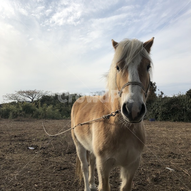 horse,말,animal,동물,mammal,포유류,동물,animal,포유류,mammal