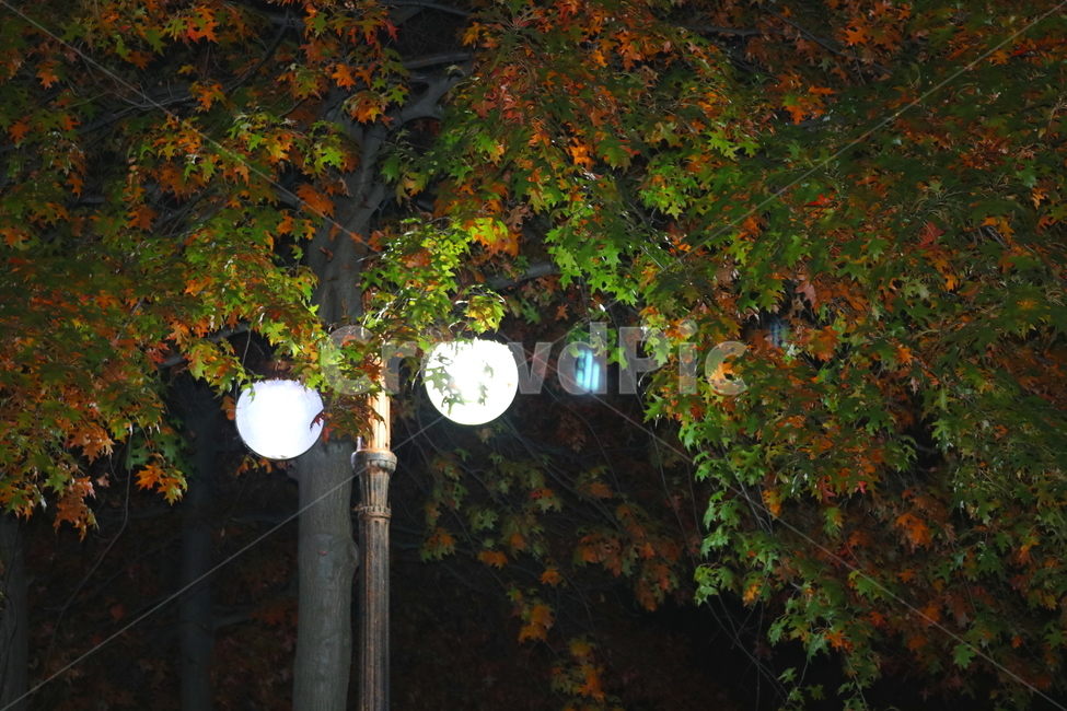 나무,단풍,단풍나무,자연,가을,나뭇잎,식물,가로등,야경,가을,계절,fall,autumn,season,자연,풍경,nature,landscape,야경,밤,nightscape,night,plant,leaf,잎