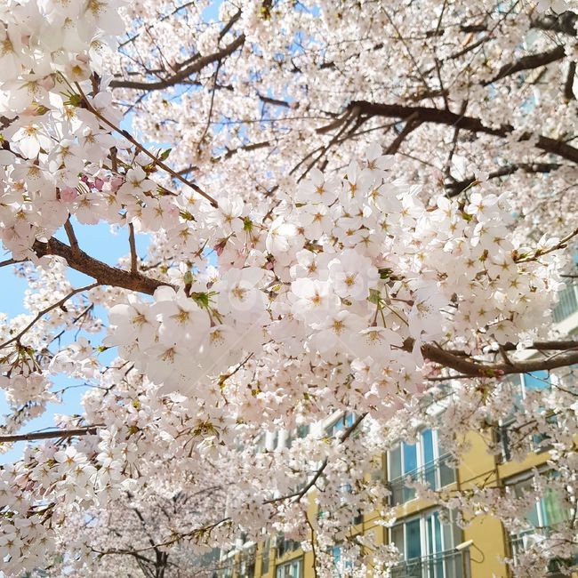 벚꽃,봄,꽃,벚나무,벚꽃나무,식물,꽃나무,감성,풍경,자연,flower,cherryblossom,plant,tree,pink,sky,healing,nature,spring,sensible,분홍,분홍색,개화,봄꽃,만개,만발,벚꽃축제,3월,따뜻한,건물,아파트